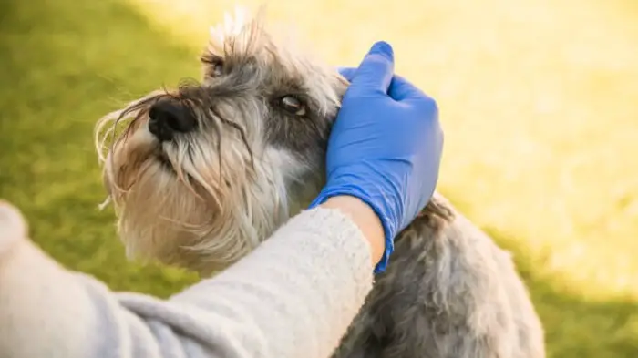 frequenza cardiaca normale del cane