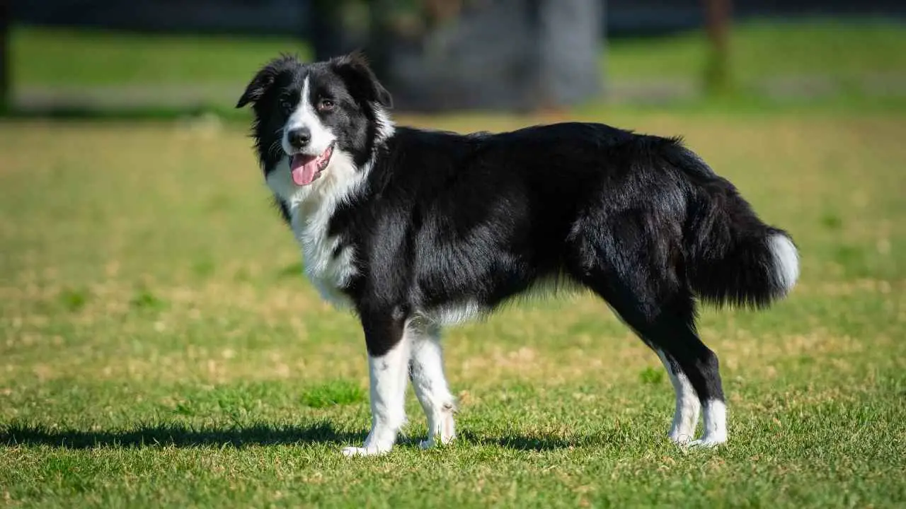 Collie di confine