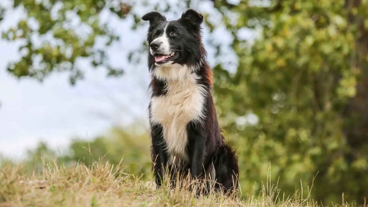 Collie di confine