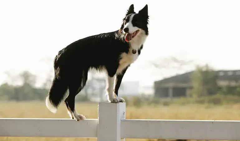 cucciolo di border collie