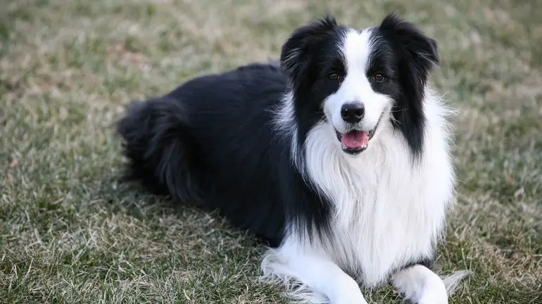 colori del border collie