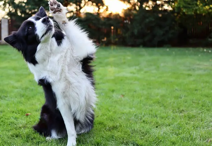 border collie pelo corto