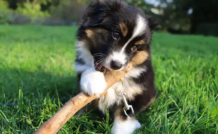 mix di border collie