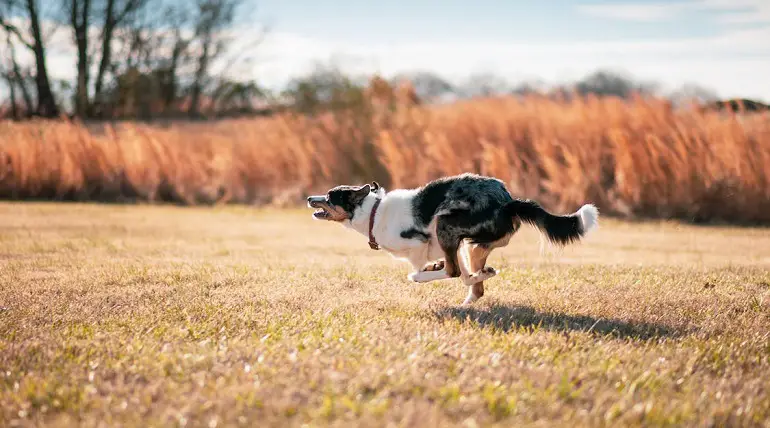 cuccioli di border collie