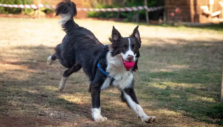 collie di confine marrone