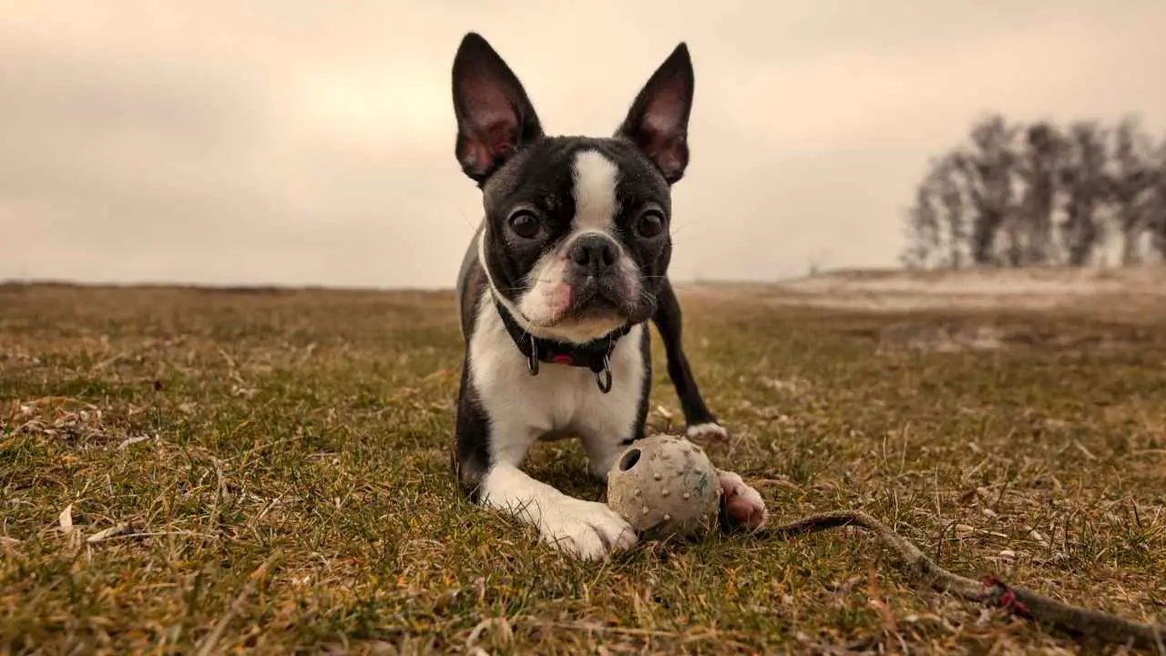 Boston Terrier