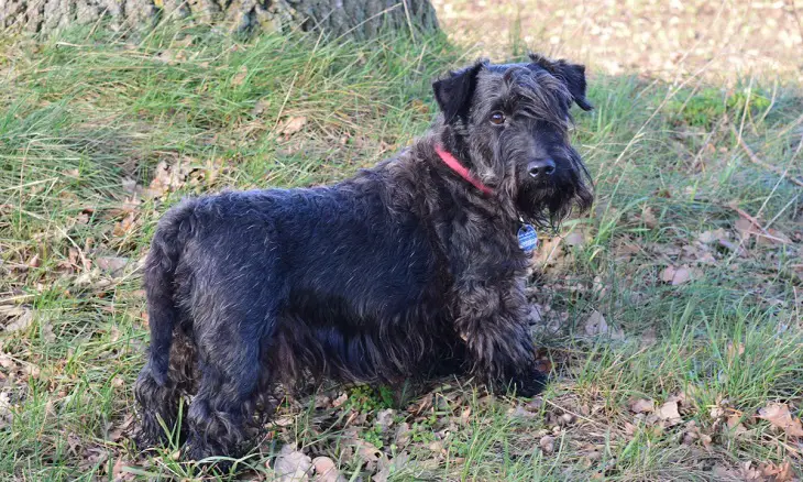 Razza Bouvier des Flandres
