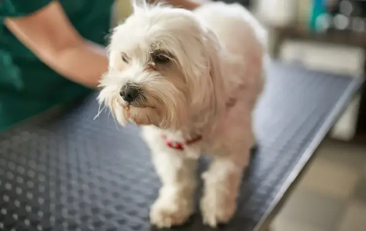 Cucciolo di Glen of Imaal Terrier