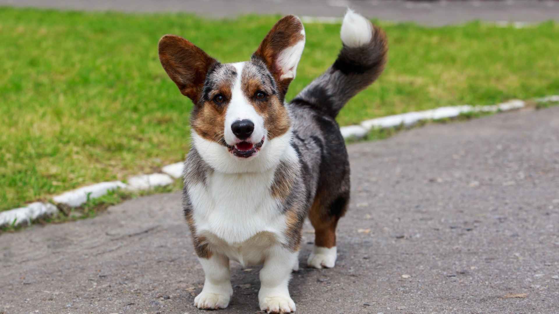 Cardigan Welsh Corgi