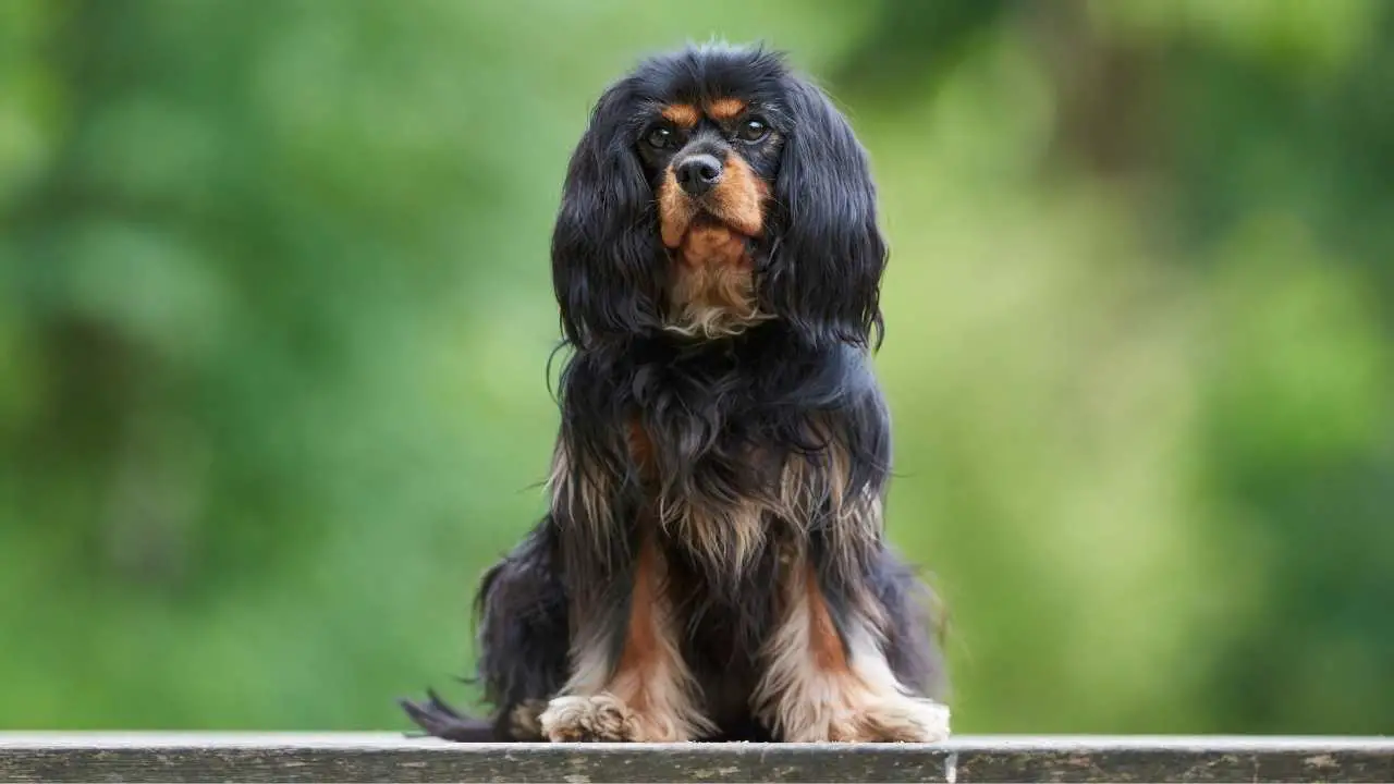 Cavalier King Charles Spaniel