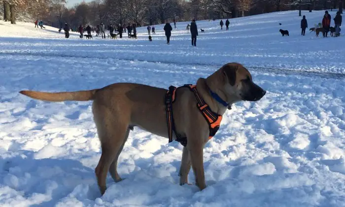 Pettorina per cani con salsiccia