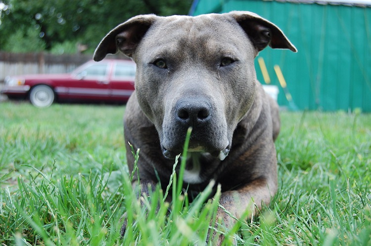 cucciolo di pitbull dal naso blu