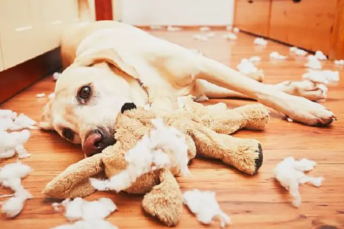 comportamento del cane dopo la castrazione