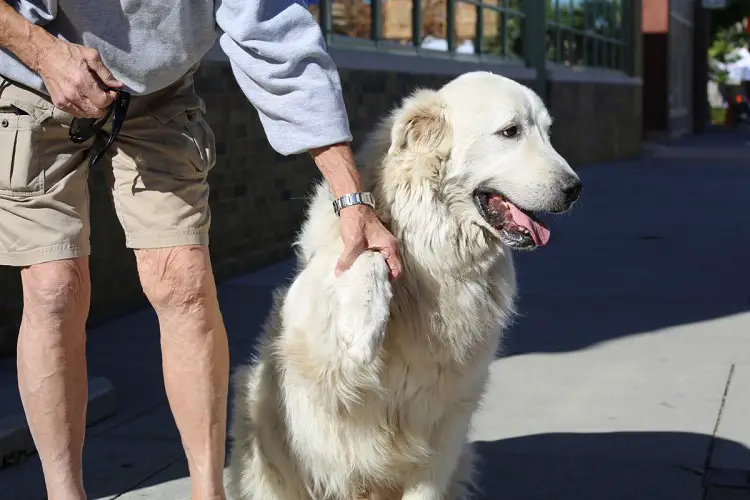 popolazione canina negli Stati Uniti