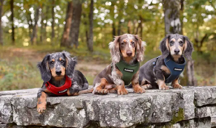 pettorina per cani bassotto