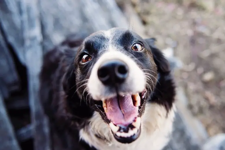 resa del cane aggressivo
