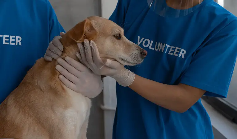 posso consegnare il mio cane?
