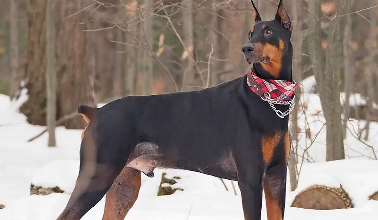 dimensione del doberman
