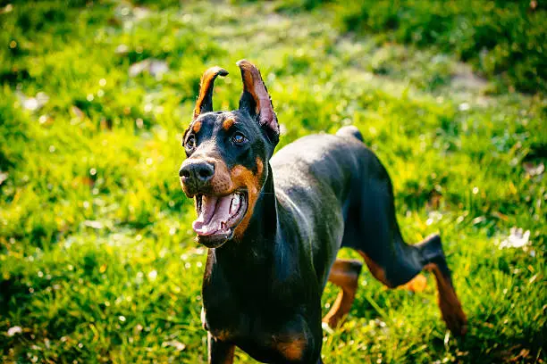 i doberman sono buoni cani
