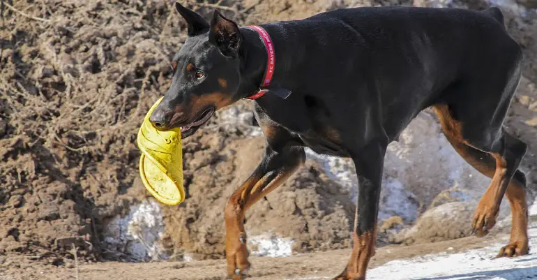 problemi di salute del doberman
