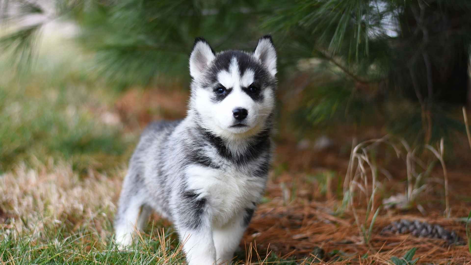 Dog Breeds with the Most Wolf like Puppies