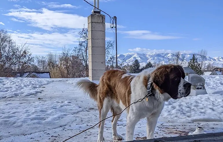 pettorina vs collare per cucciolo