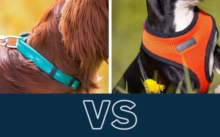 Dog Collar vs Harness review 3