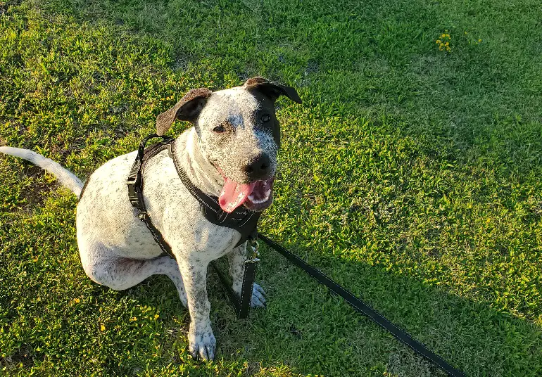 pettorina o collare per cane