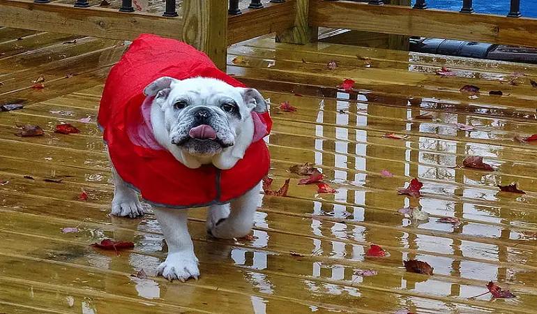 per cosa vengono allevati i bulldog inglesi?