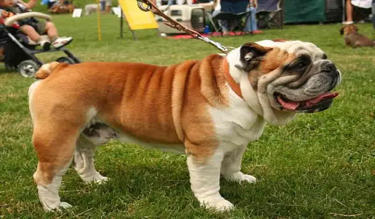 bulldog inglese maschio