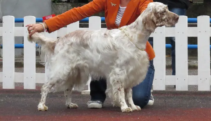 immagini del setter inglese
