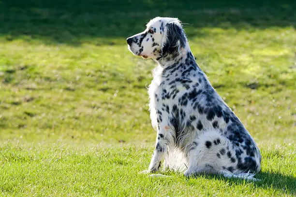 Temperamento del setter inglese
