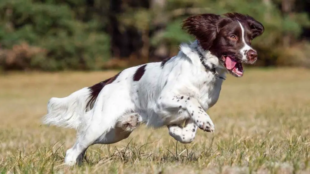 Springer spaniel