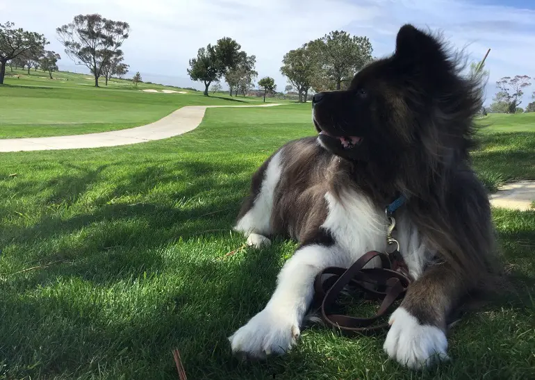 il miglior guinzaglio per addestrare un cane a camminare