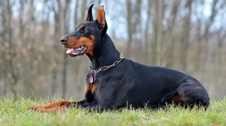 doberman forte