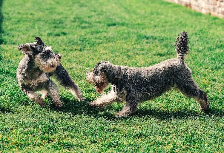 mini schnauzer parti
