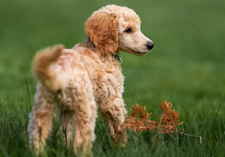 cuccioli di barboncino toy