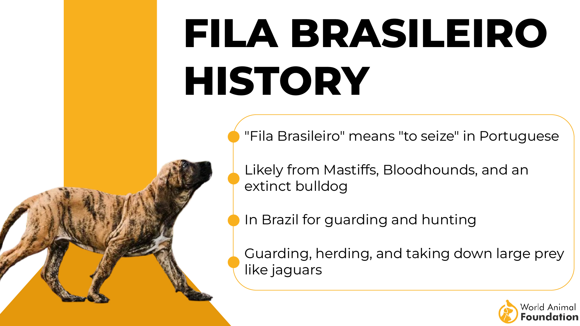 Storia del Fila Brasileiro-01