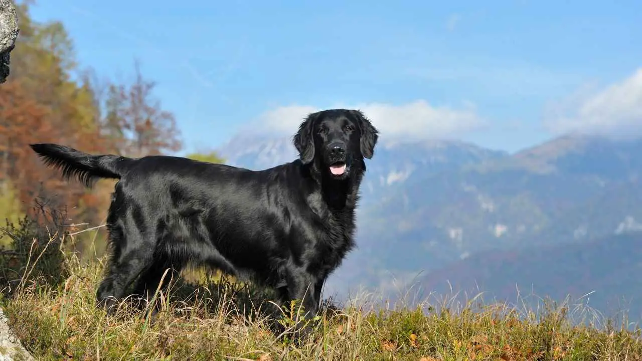 Retriever con rivestimento piatto