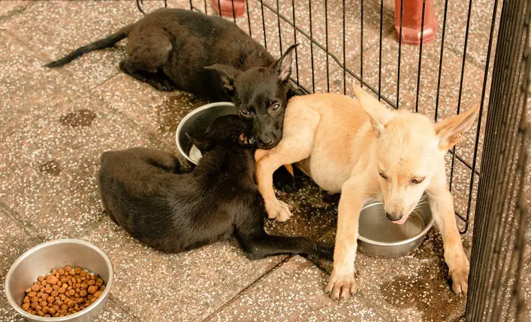 socializzazione del cane adulto