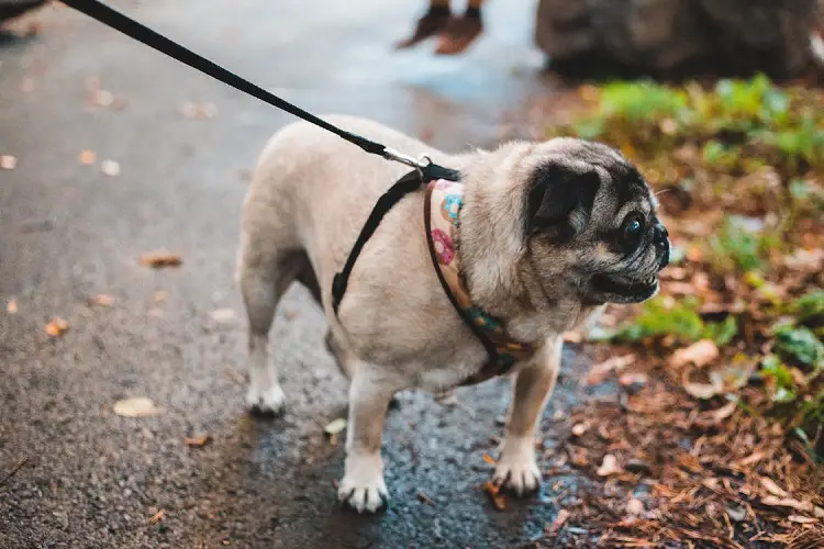 noi popolazione canina