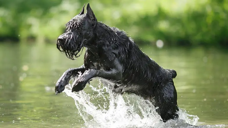 Schnauzer gigante