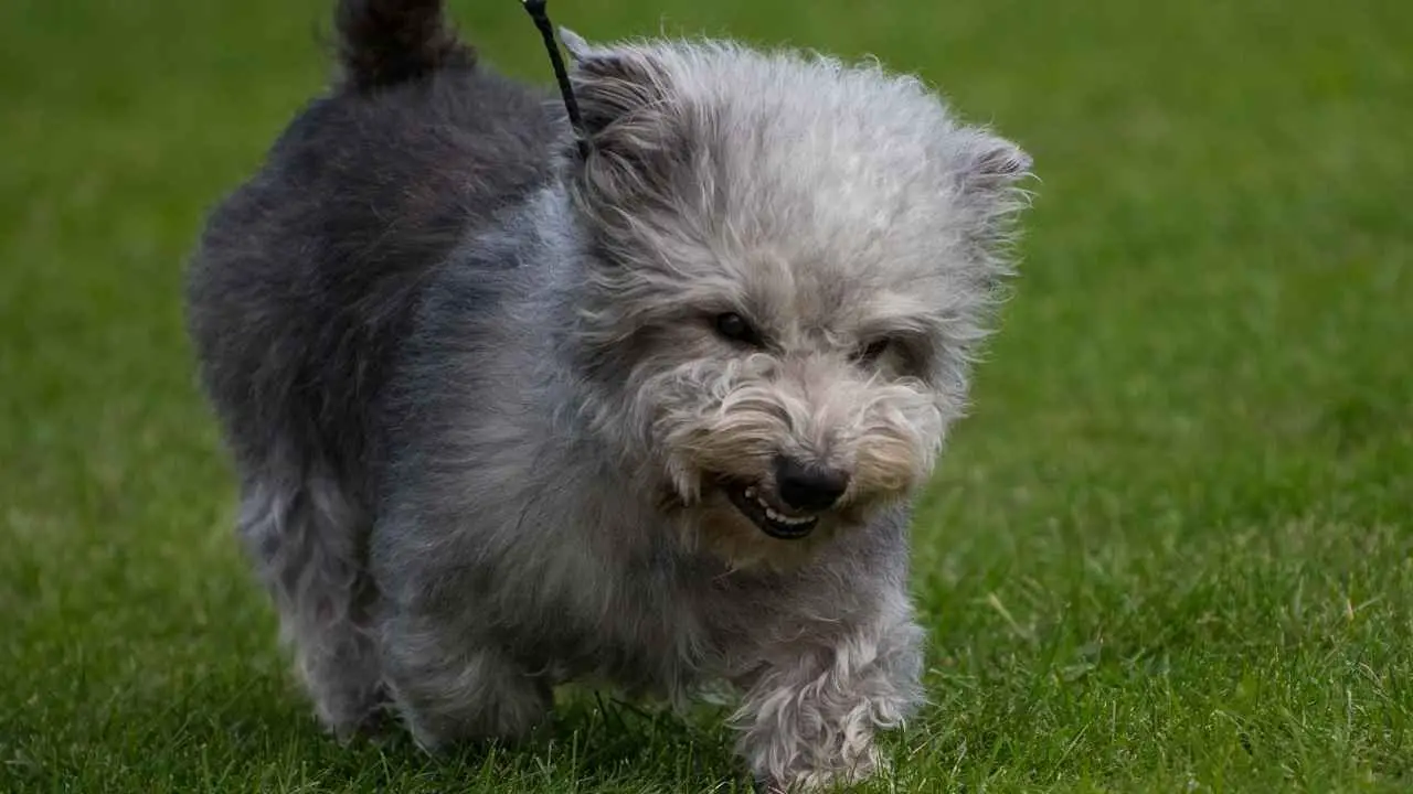 Valle dell'Imaal Terrier