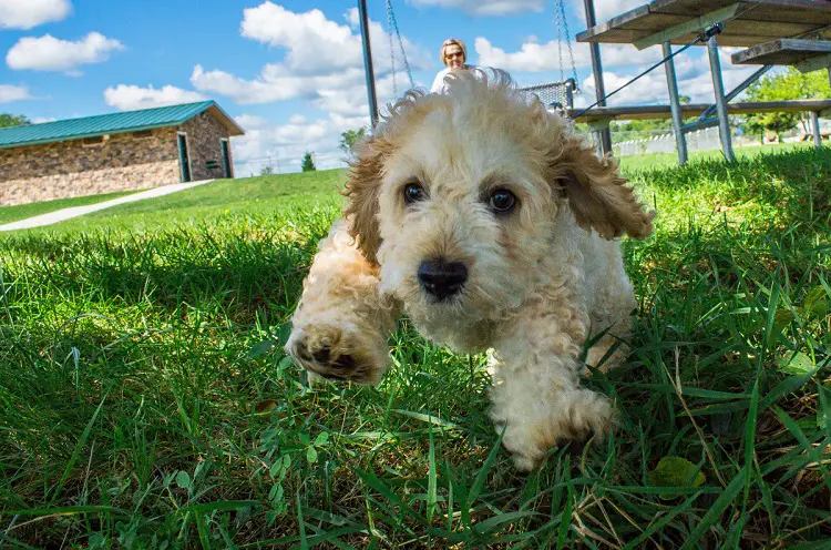 Cuccioli di Glen Of Imaal Terrier