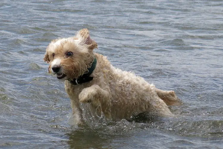 Allevatori di Glen of Imaal Terrier