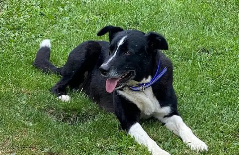 grandi collari per cani riflettenti