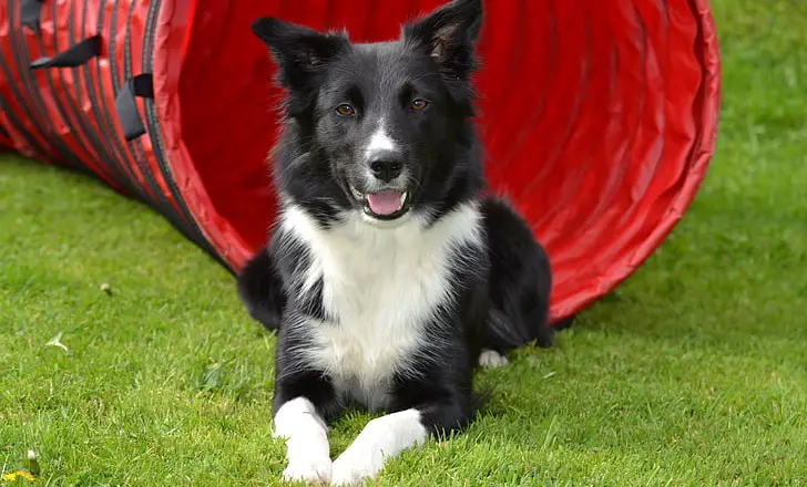 perché il mio cane piagnucola continuamente?