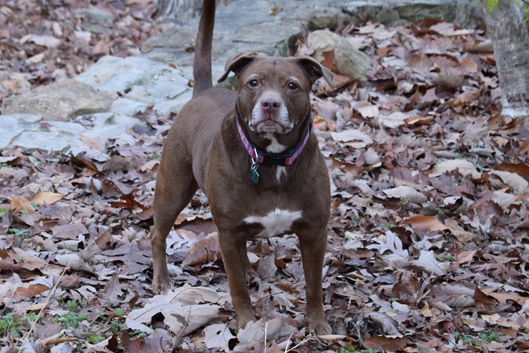 naso blu pitbull