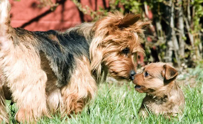 Yorkie australiano