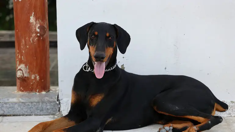 quanto vivono i doberman?
